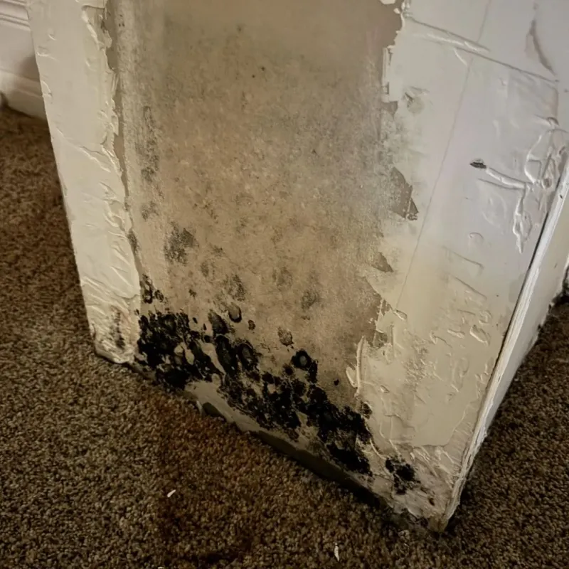 Professional Mold Removal in River Rouge, MI